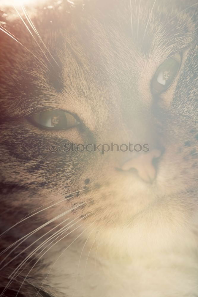 Similar – Foto Bild Hallo Spencer Katze Tier