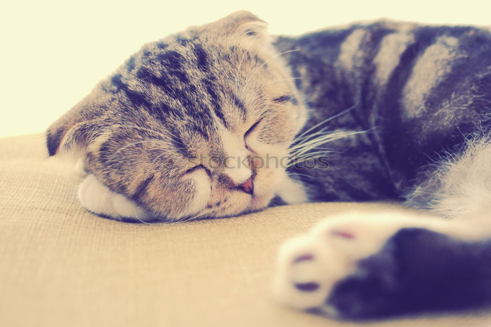 Similar – Cat sleeping in basket