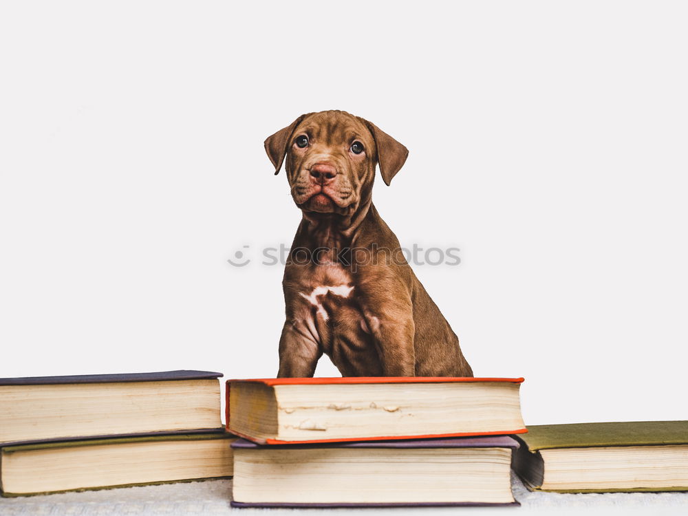 Similar – funny dog with glasses and a book on white background