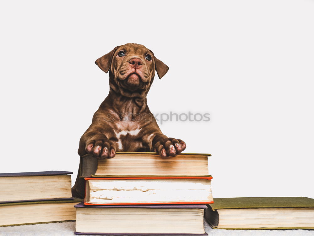 Similar – funny dog with glasses and a book on white background