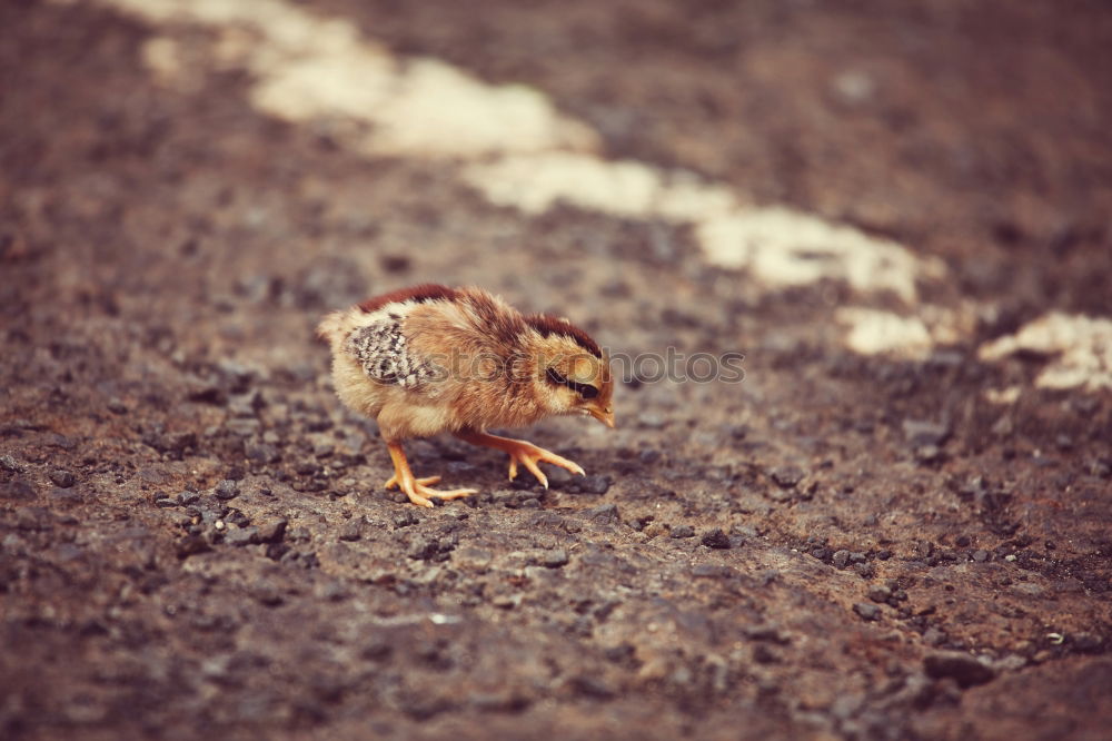 Similar – Image, Stock Photo Mole in the garden