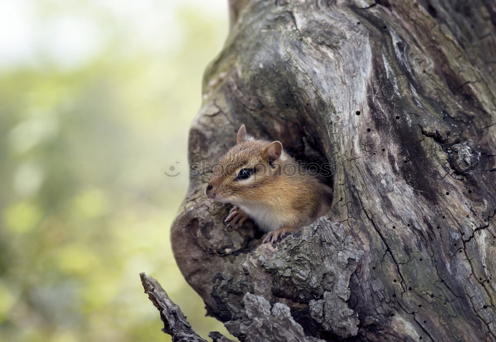 Similar – Image, Stock Photo mouse Animal Dead animal