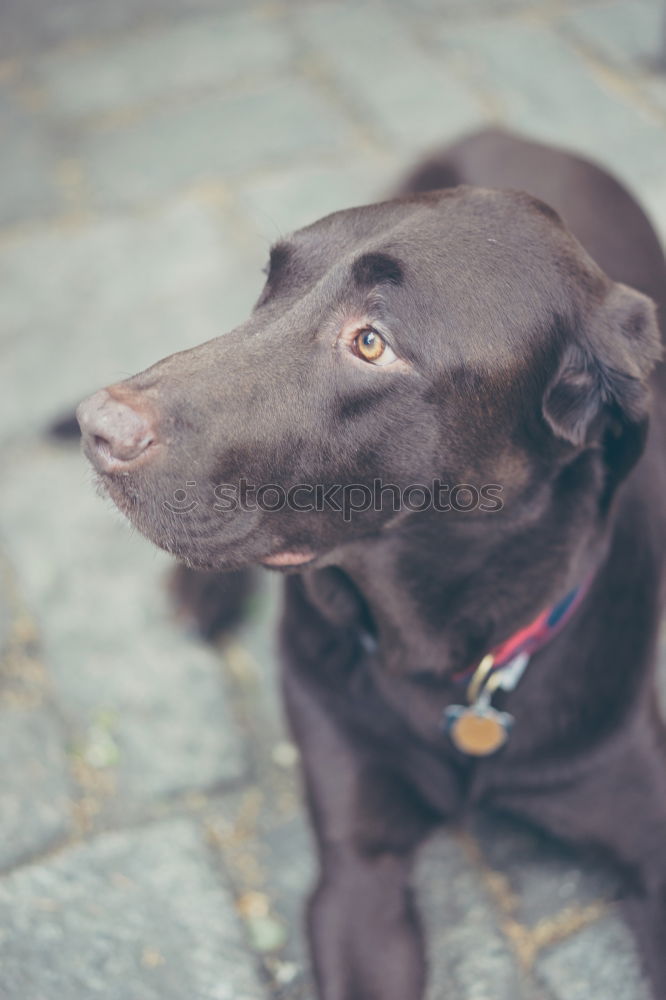 Similar – Funny dog near shabby building on street