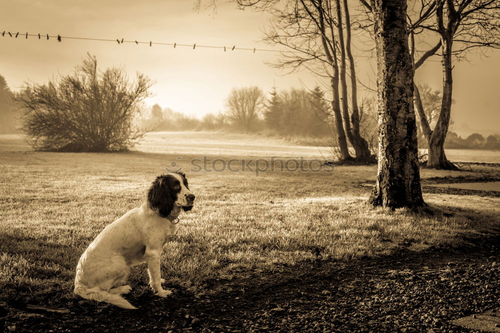 Similar – kopfloser Hund grün Feld