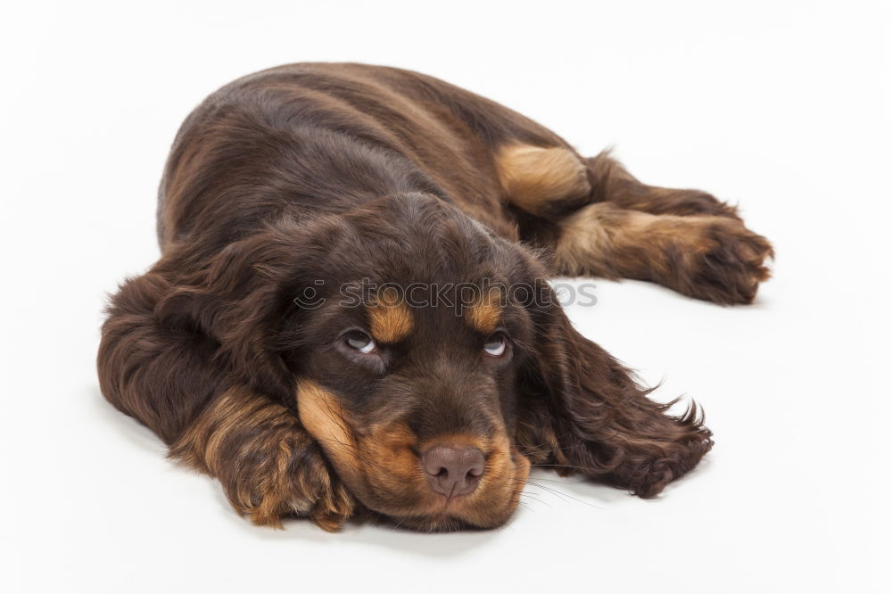 Similar – Image, Stock Photo treasure Animal Pet Dog