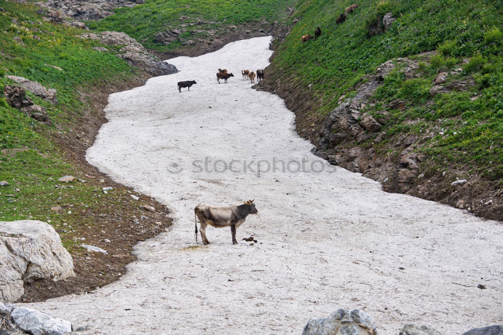 Image, Stock Photo on hold Environment Nature