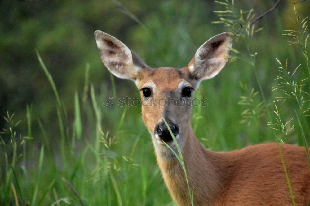 Similar – Image, Stock Photo Tension listeners!