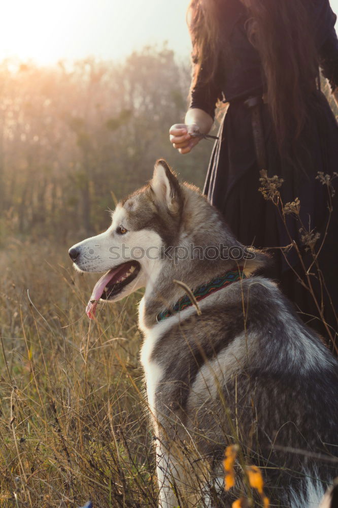 Similar – Beautiful little girl and her dog playing at sunset together