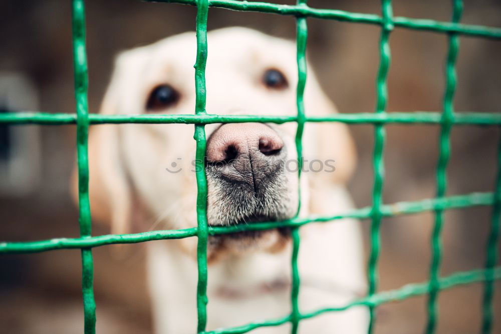 Similar – Foto Bild Hinter Gittern Mauer Zaun