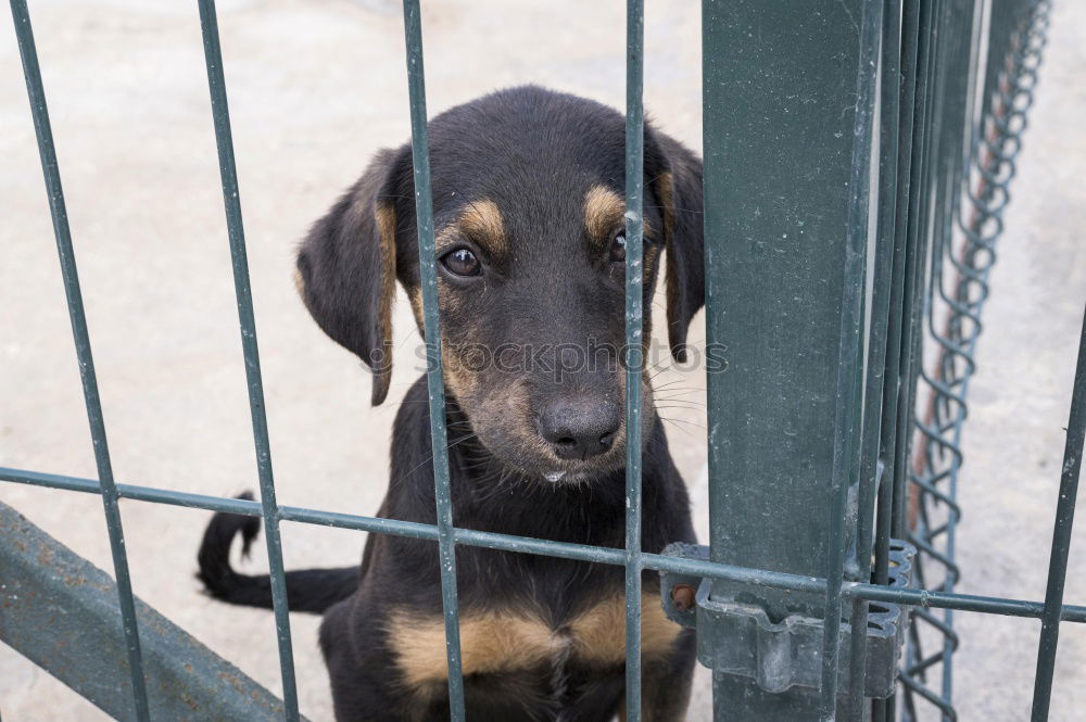 Similar – Image, Stock Photo Closeup of a husky dog looking through the bars of a cage