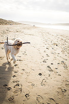 Similar – Dogs running near waving sea