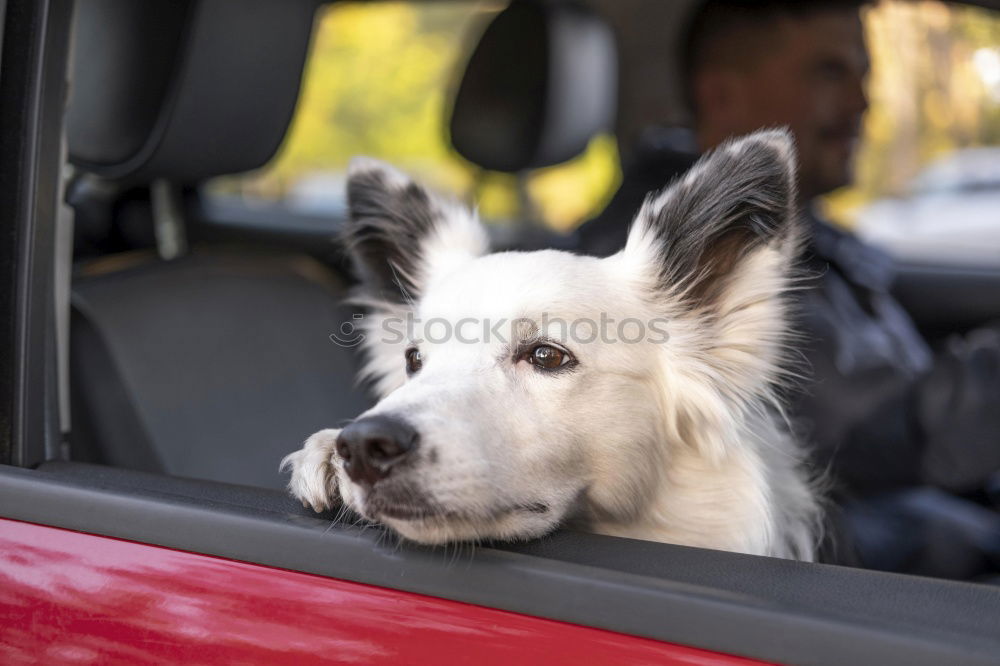 Similar – Image, Stock Photo Dog looks out of a car