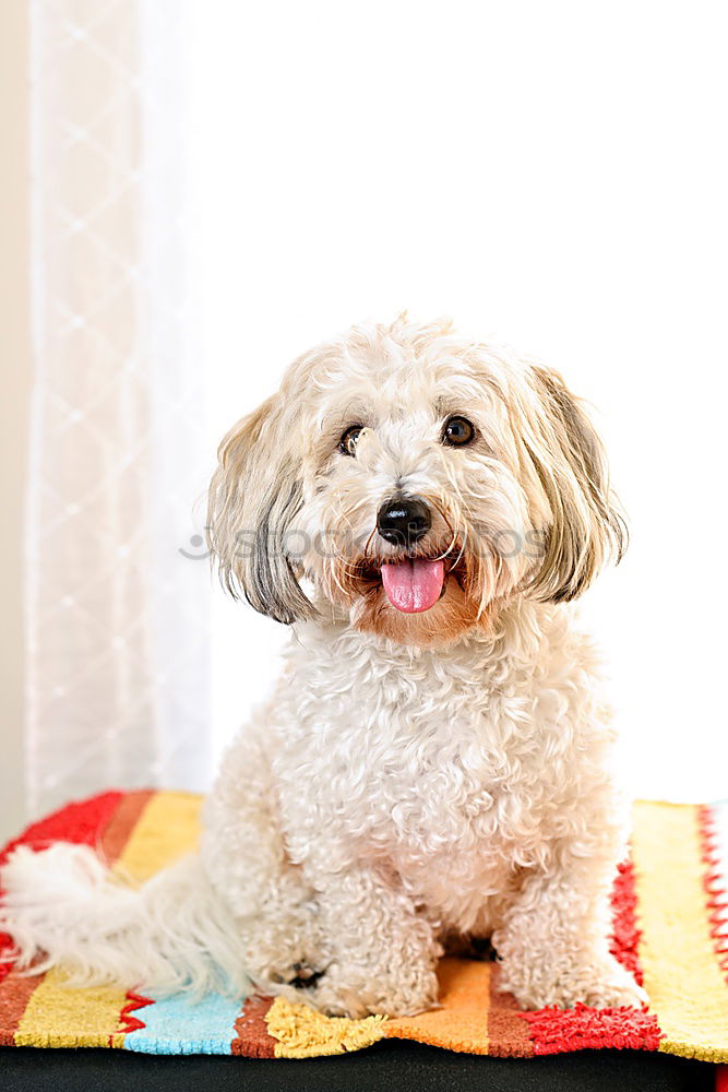 Similar – nice water dog on the sofa looks in front