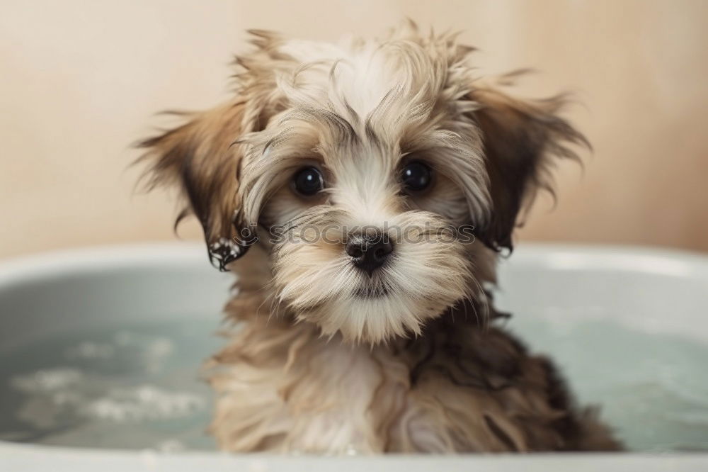Similar – Image, Stock Photo Dog, pet, animal,