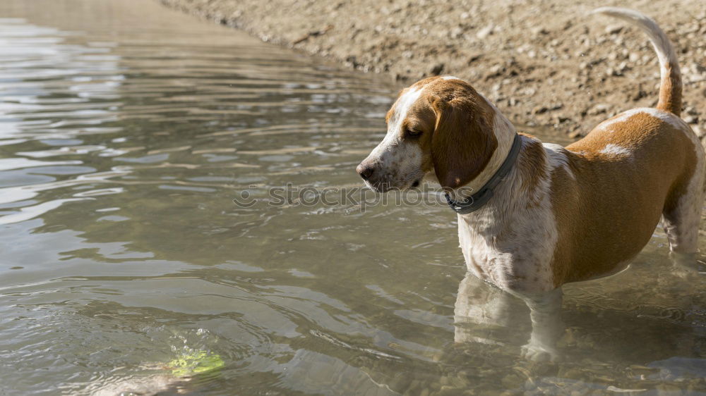 Similar – Golden Days Water