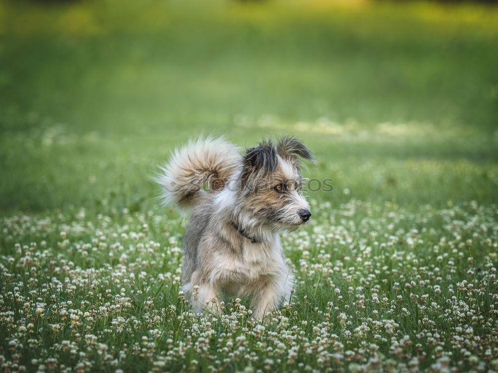 Similar – Image, Stock Photo Welsh Corgi on the grass lookin’ up