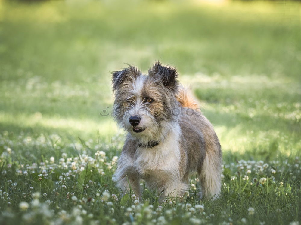 Similar – Image, Stock Photo swirly dog Environment