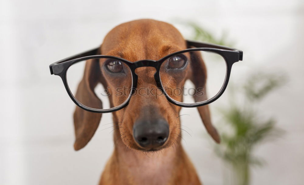 Similar – Image, Stock Photo Portrait of a cute doctor dog sitting on bed.