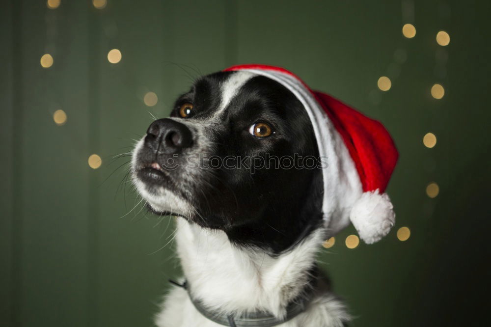 Similar – Image, Stock Photo There used to be more tinsel