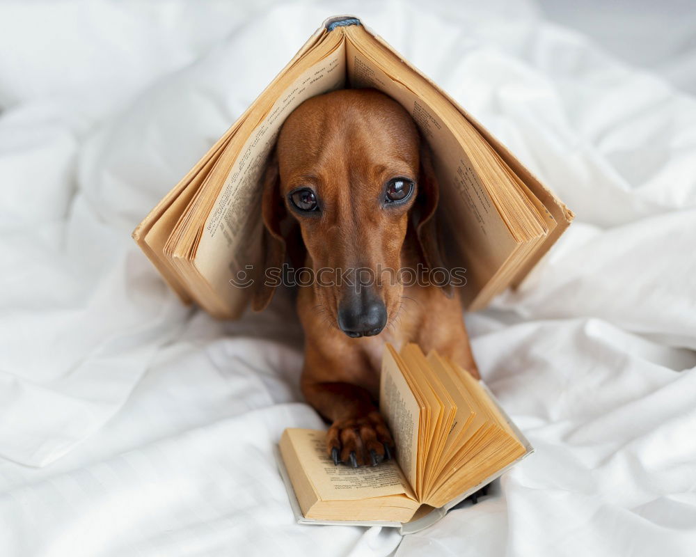 Similar – funny dog with glasses and a book on white background