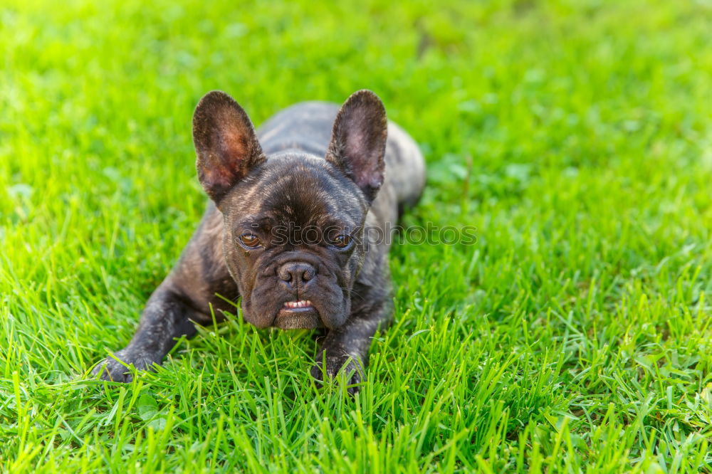 a young french bulldog is standing in a garden in front of a green background