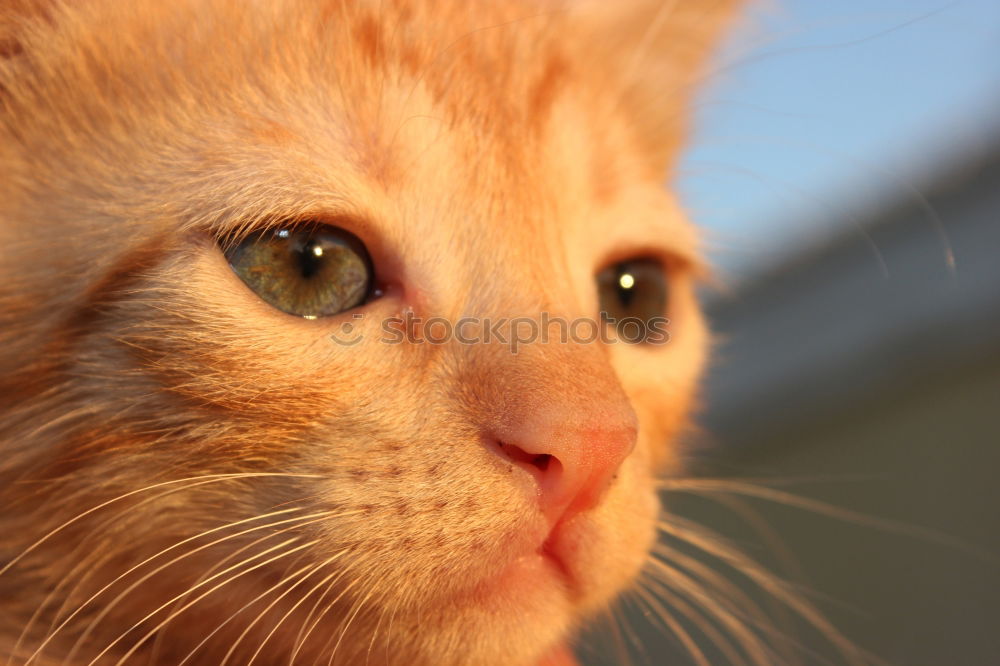 Similar – Image, Stock Photo Red Tiger 24 Pet Cat 1