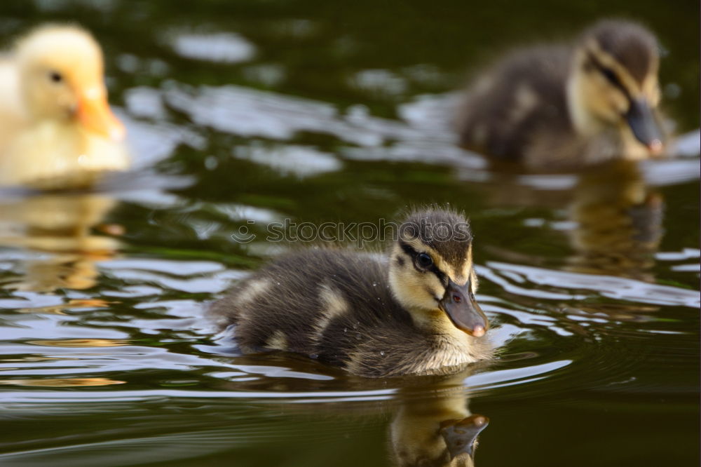 Similar – adolescent Animal