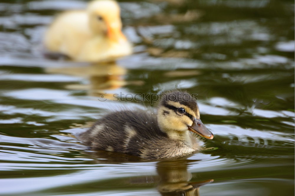 Similar – Image, Stock Photo Fledgling Chick Duck Bird