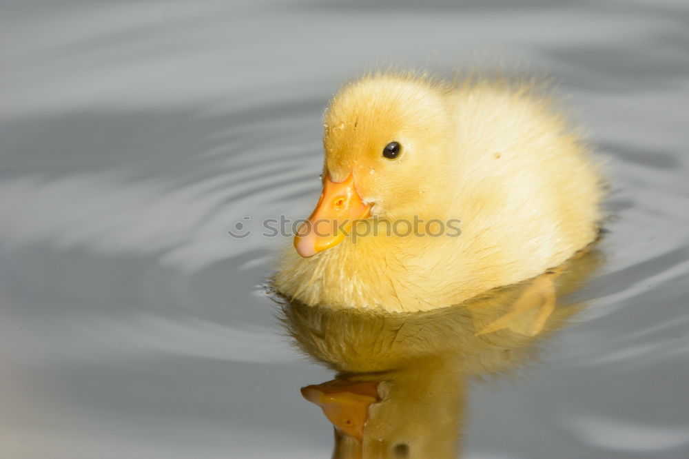 Image, Stock Photo Fledgling Chick Duck Bird