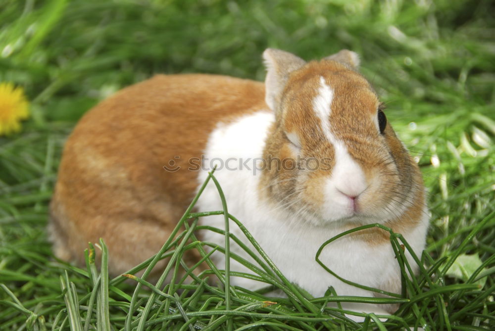 Similar – Image, Stock Photo family enlargement Easter