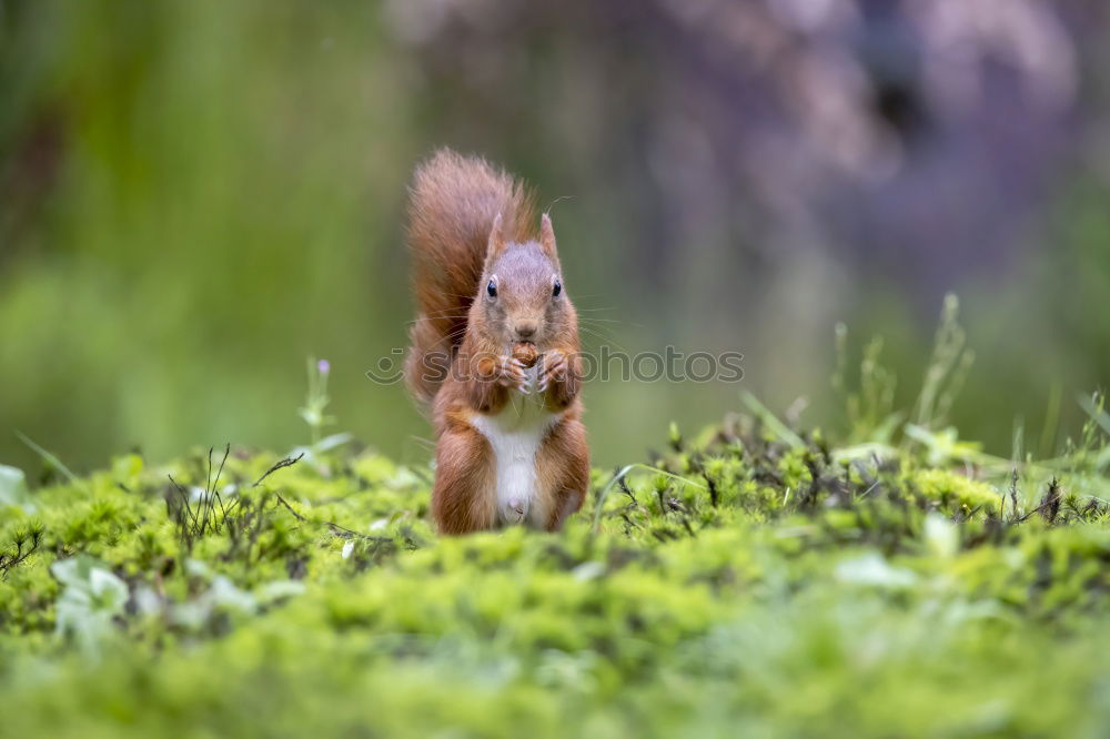 Similar – Squirrels in the garden