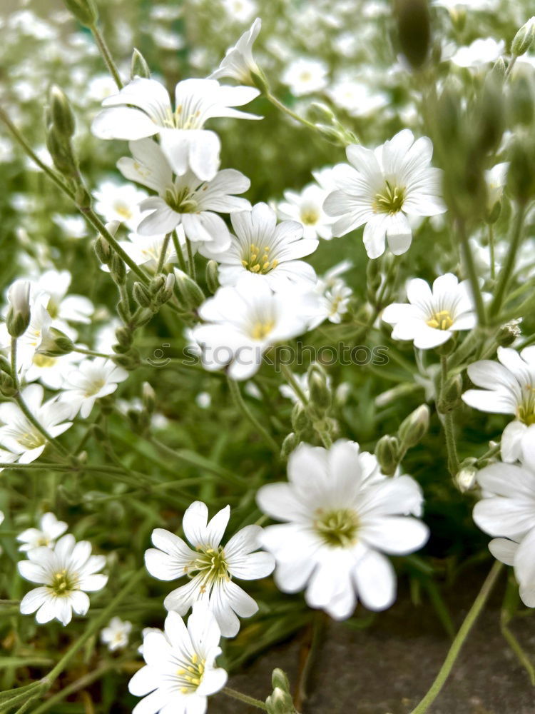 Similar – Image, Stock Photo fresh herbs and flowers in a metal bowl on a wooden table