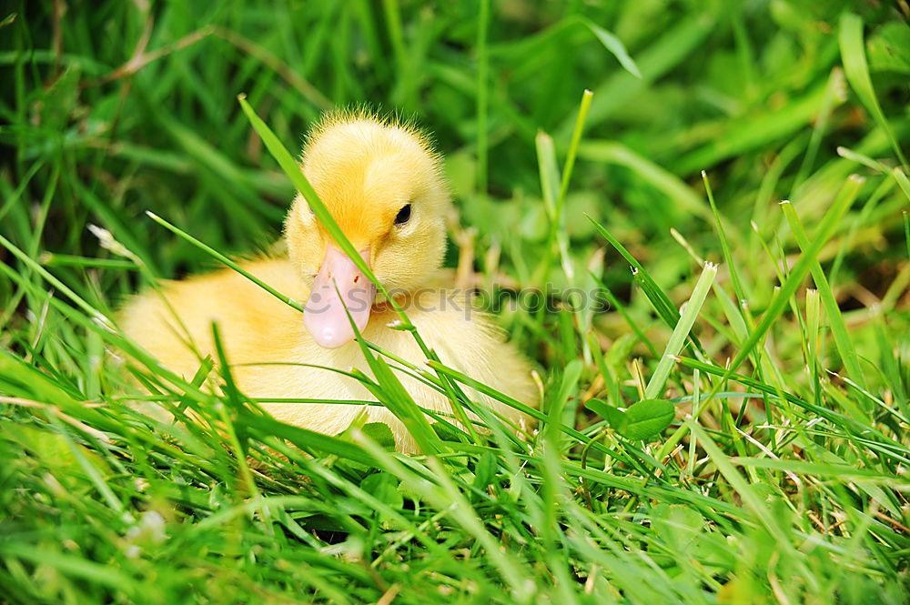 Similar – Image, Stock Photo auscultated Grass