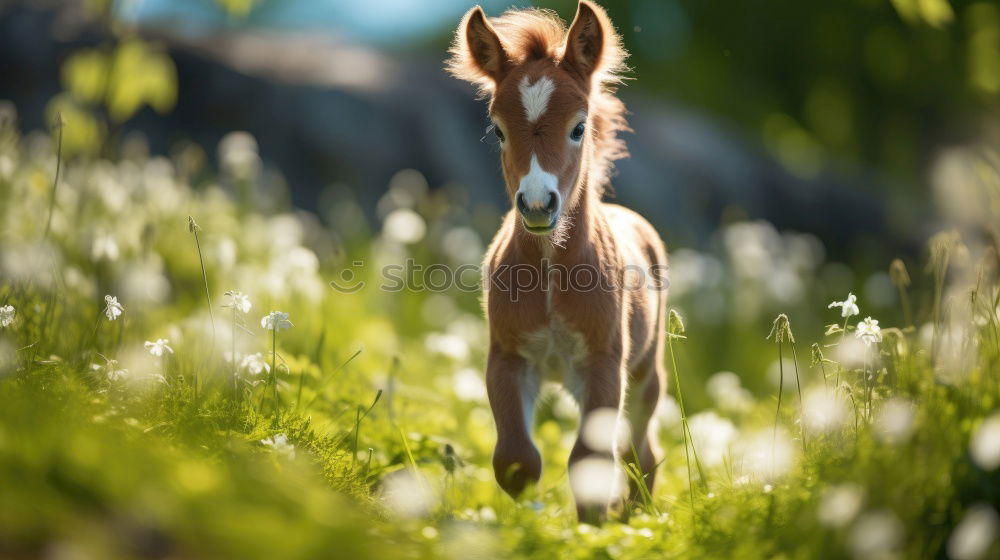 Image, Stock Photo brown foal standing on meadow