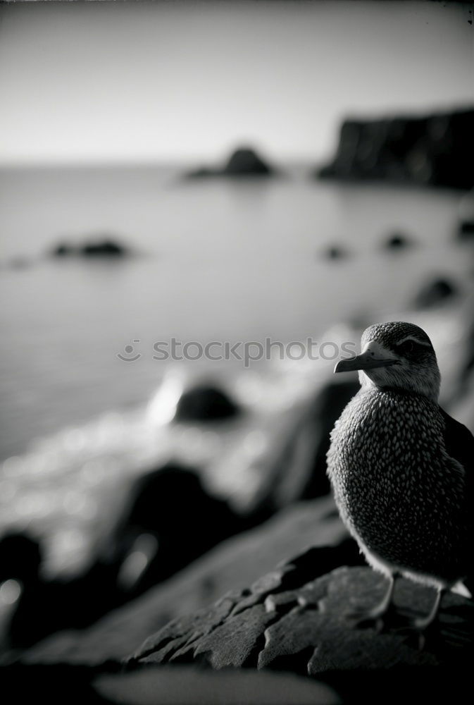 Similar – Foto Bild einsame Möwe Vogel Strand