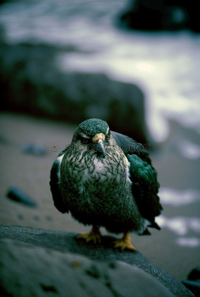 Similar – Image, Stock Photo CHICK ON SPEED Rooster