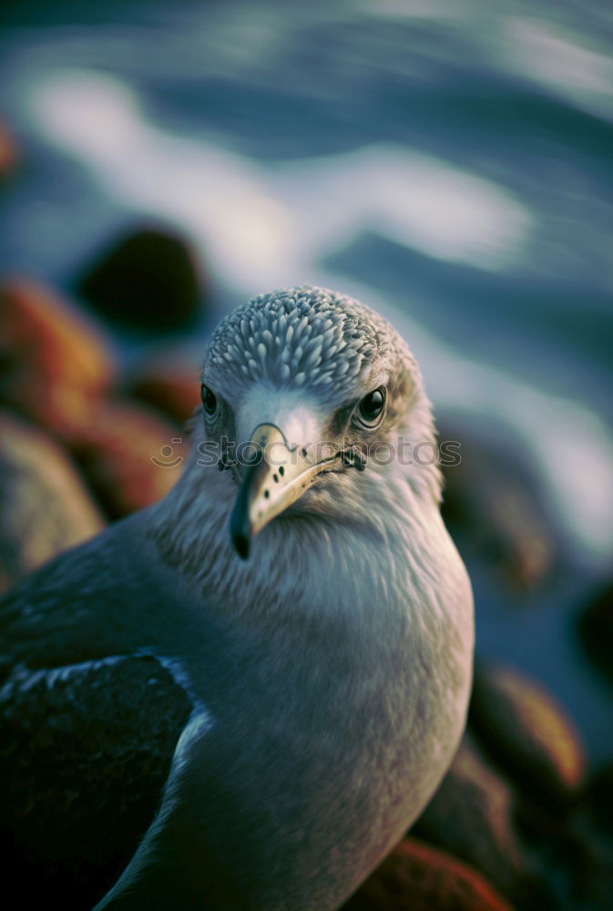 Similar – Image, Stock Photo Dead Dove IV Pigeon Animal