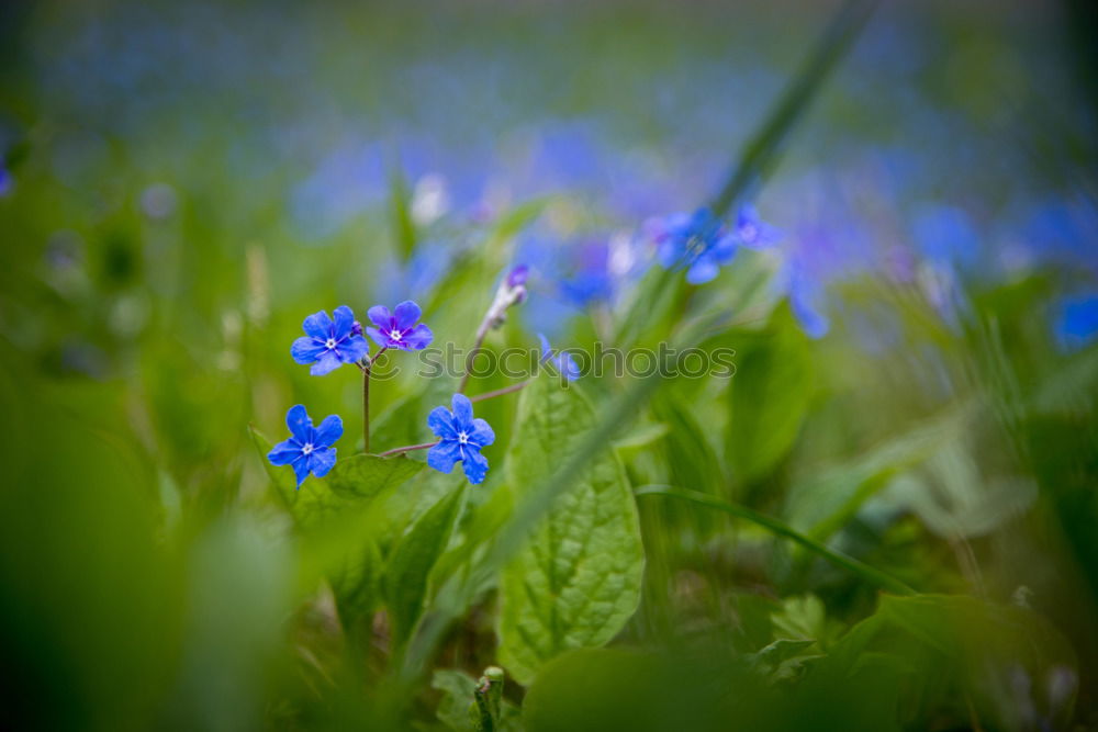 Similar – linen blossoms Nature