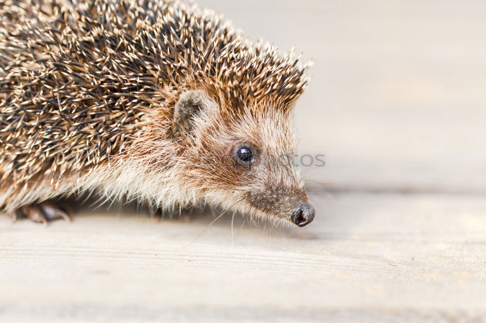 Similar – Image, Stock Photo hedgehogs Animal Autumn