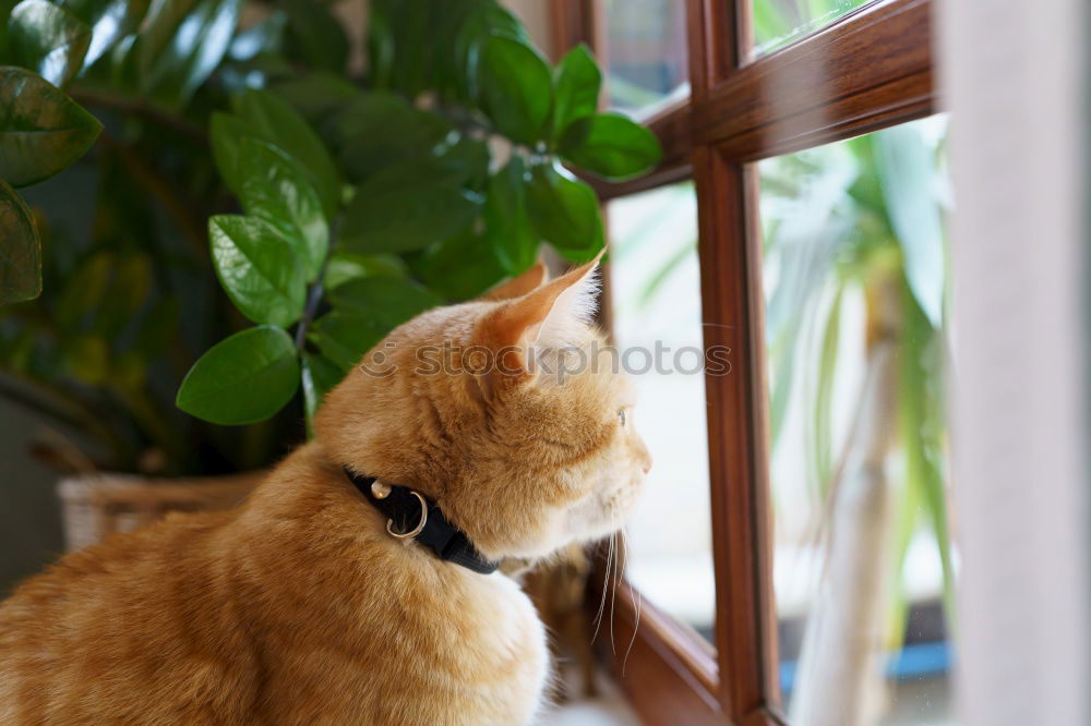 Similar – Foto Bild Katze am Fenster elegant