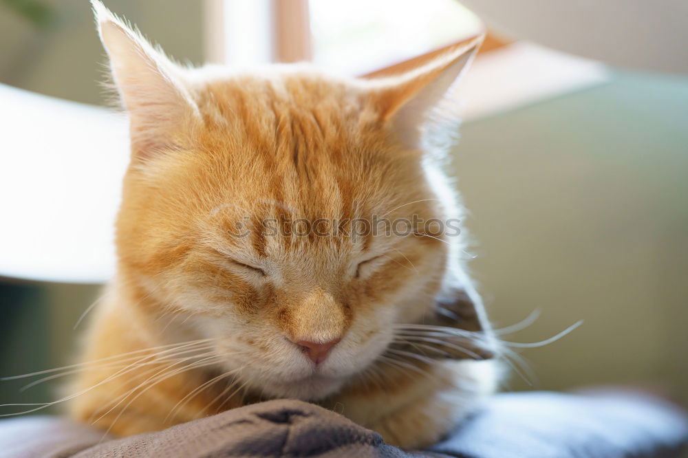 Similar – Image, Stock Photo Come on, scratch me!