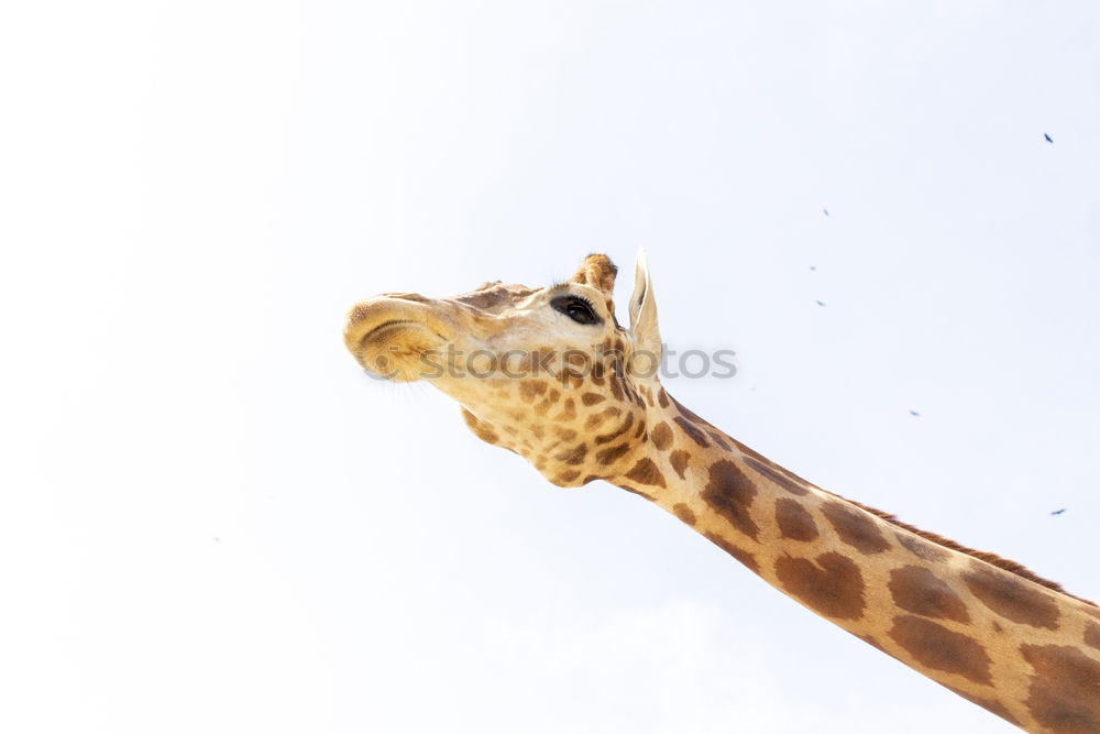 Similar – Image, Stock Photo Giraffe head Body Safari