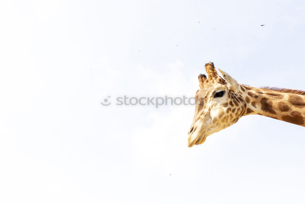 Similar – Cute giraffe under the blue sky