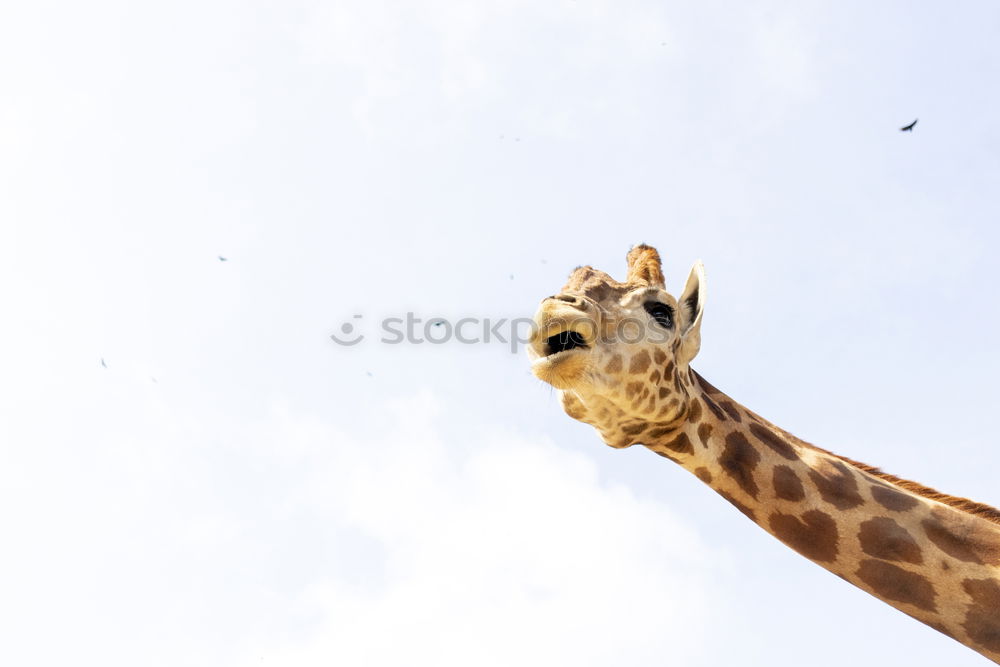 Cute giraffe under the blue sky