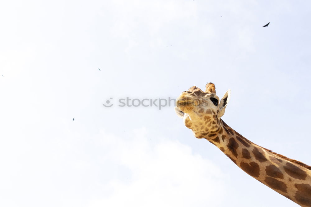 Similar – Cute giraffe under the blue sky