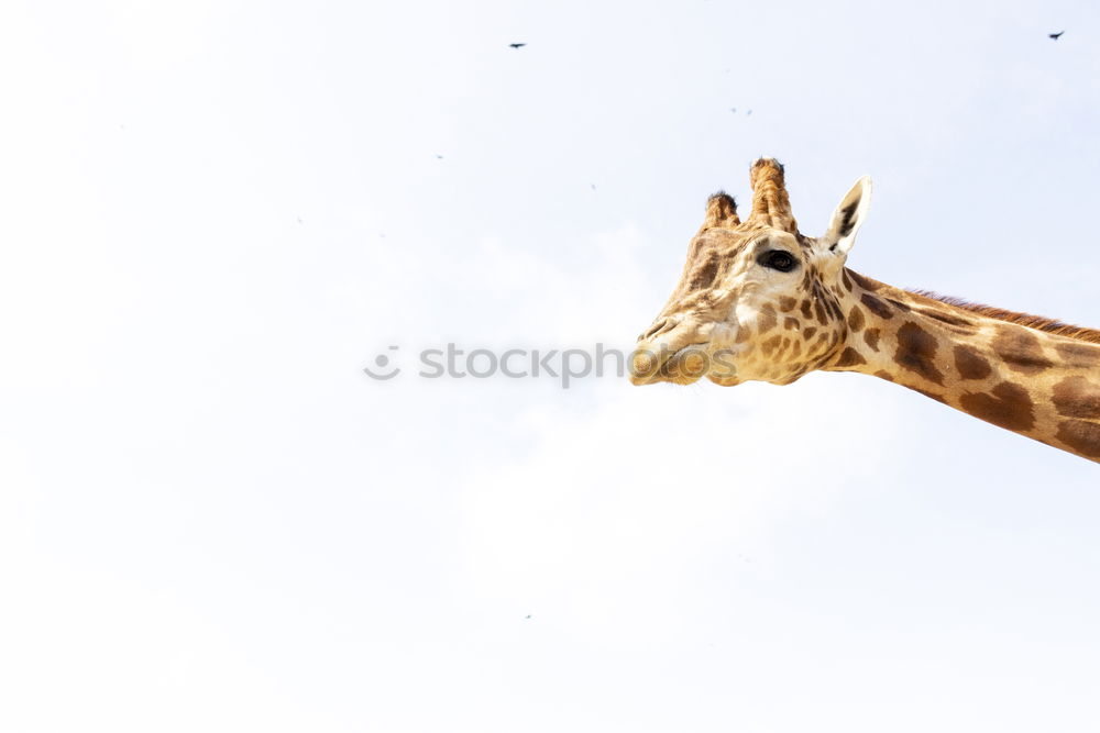 Similar – Cute giraffe under the blue sky