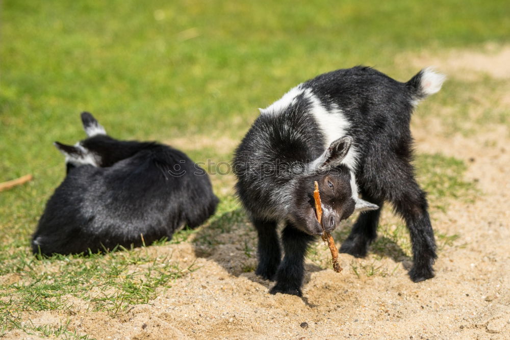 Similar – Kuhmutter blickt auf ihr Kalb