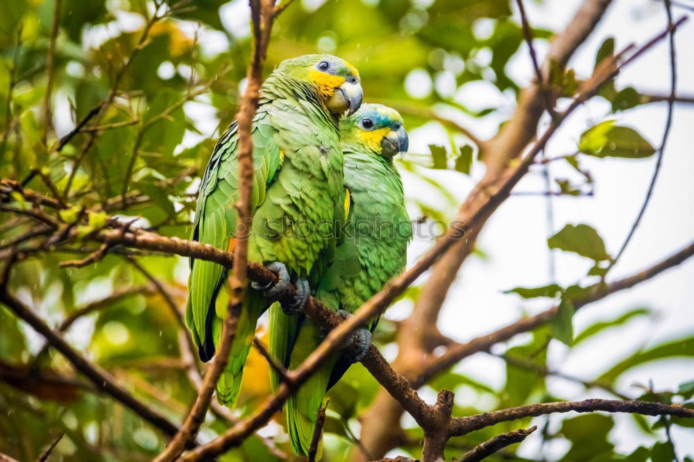 Image, Stock Photo Green Todi Animal 1 Brown