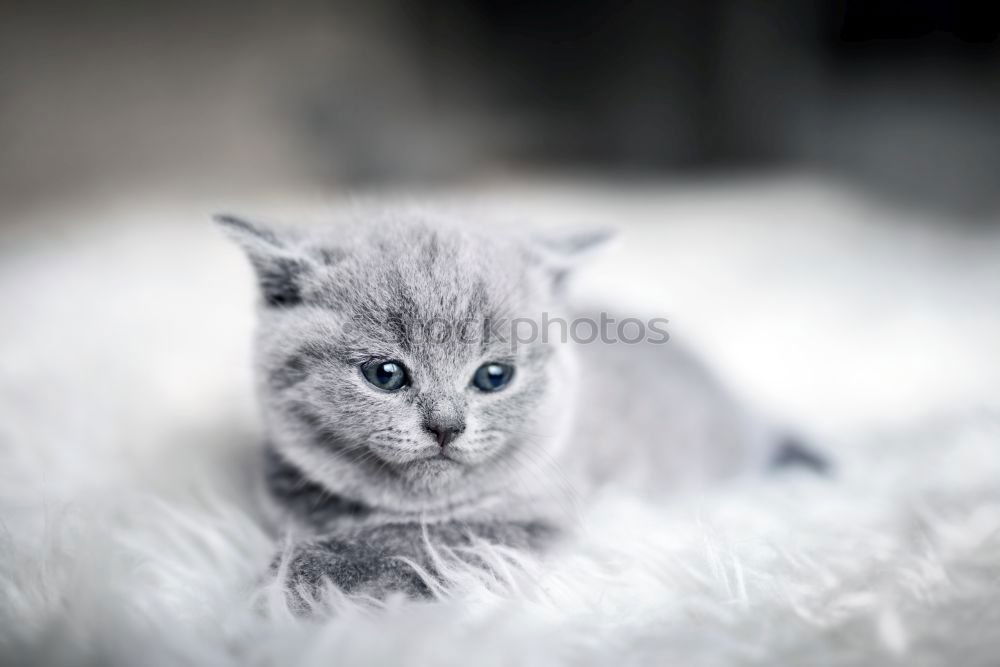 Image, Stock Photo Baby cat 3 Animal Pet Cat