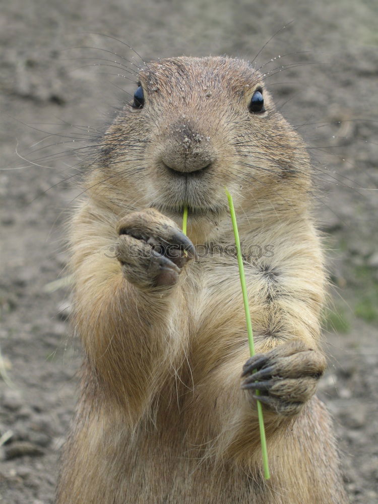 Similar – Lieblingstier: Eichhörnchen! Teil 1